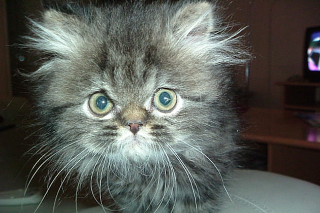 Les cheveux h&eacute;riss&eacute;s