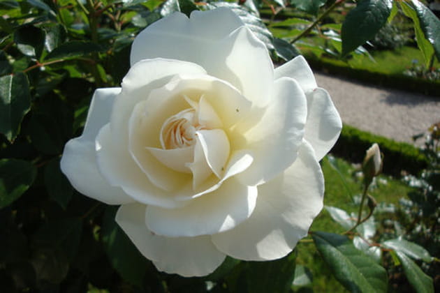 Une rose blanche très populaire