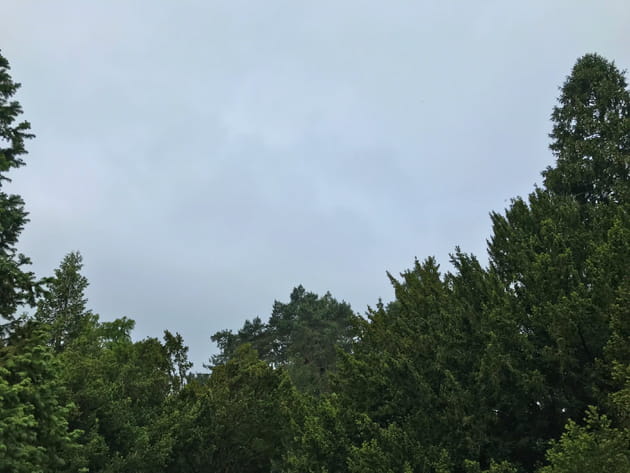 For&ecirc;t de sapins