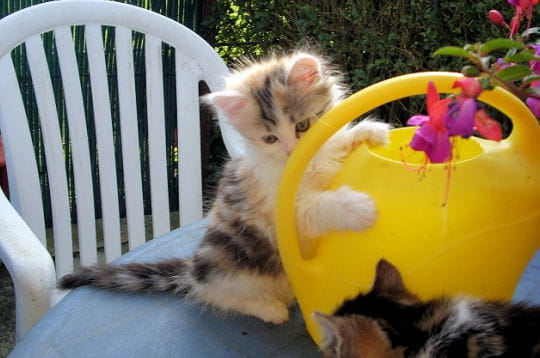 Chat Jardinier