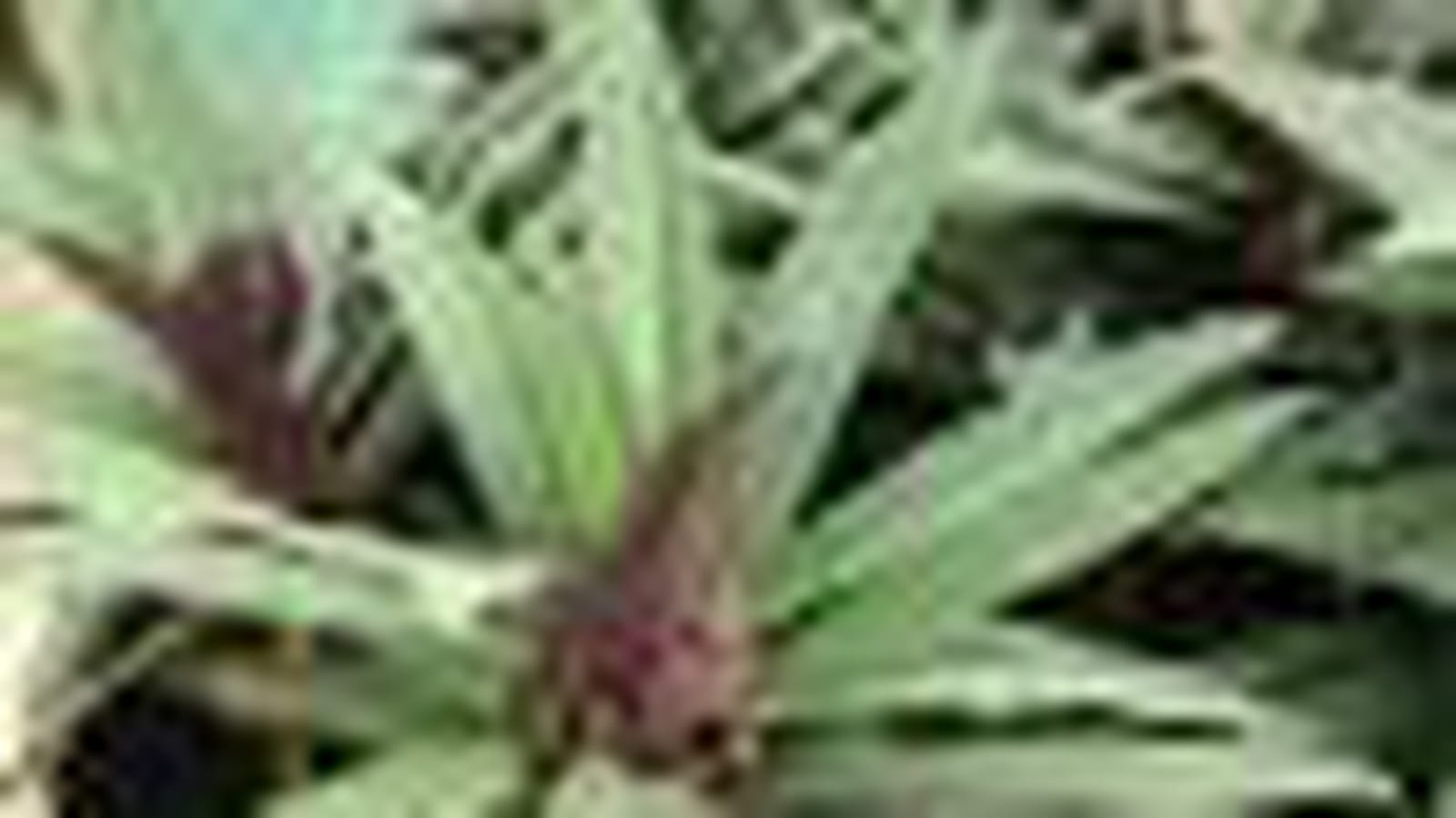 Tradescantia spathacea