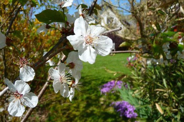 Cerisier en fleurs