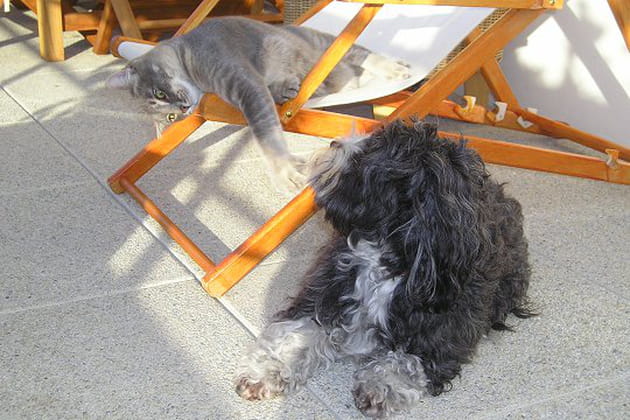 Les animaux de compagnie des lecteurs