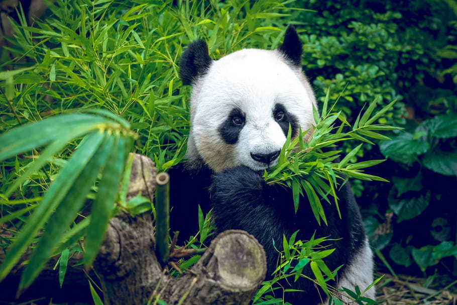 Zoos et parcs animaliers