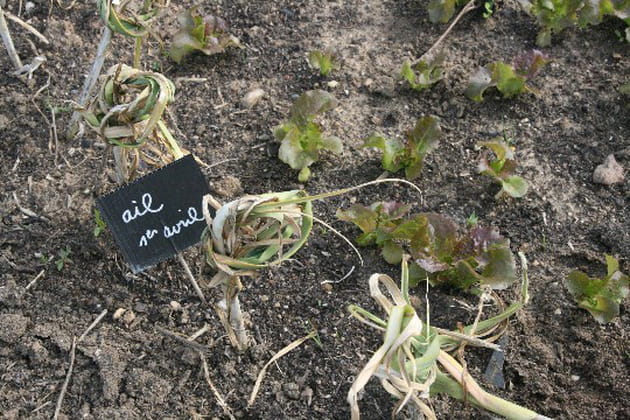 De l'ail autour des salades