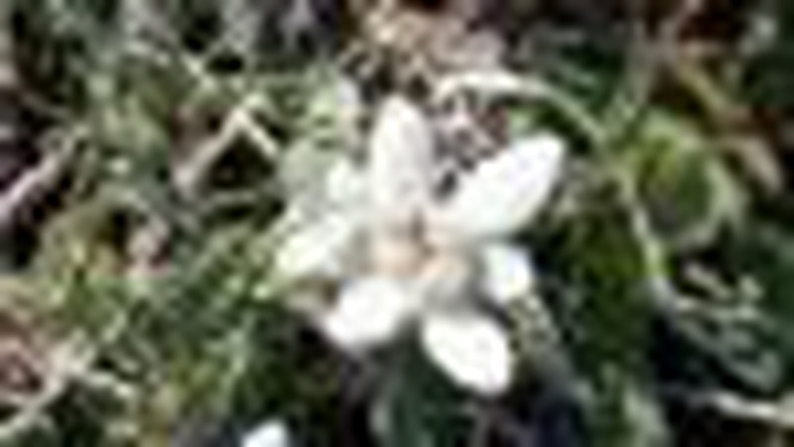 Edelweiss