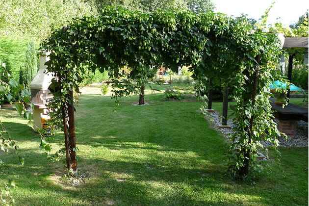 Le houblon donne du cachet &agrave; cette pergola