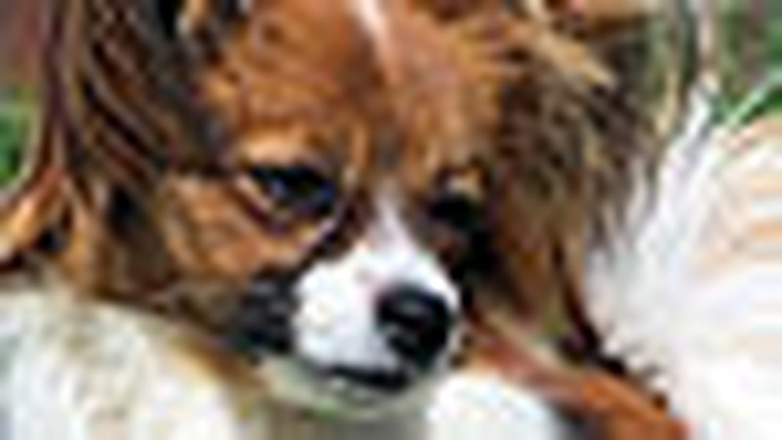 Chien papillon