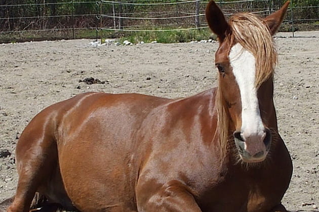 Une belle coupe de chevaux