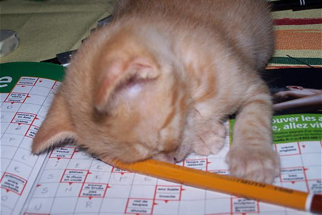 Epuisé par les mots fléchés