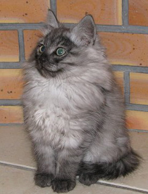 Quel chat Mallow&nbsp;!