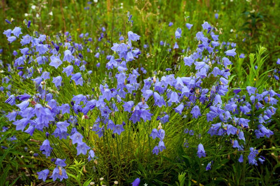 Campanule