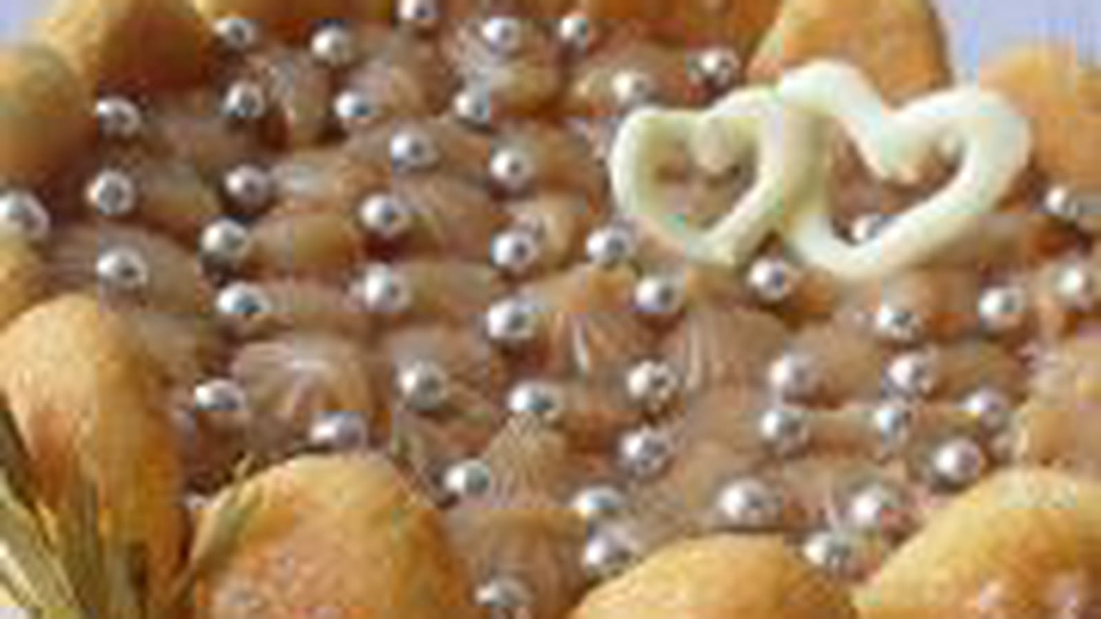 Charlotte pommes caramel