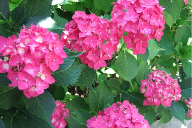 Des hortensias aux couleurs flamboyantes