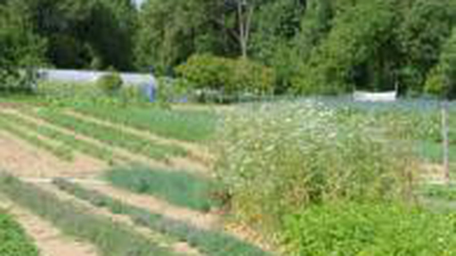 Potager