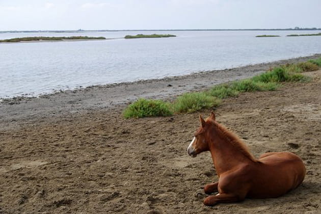 Le regard dans les vagues