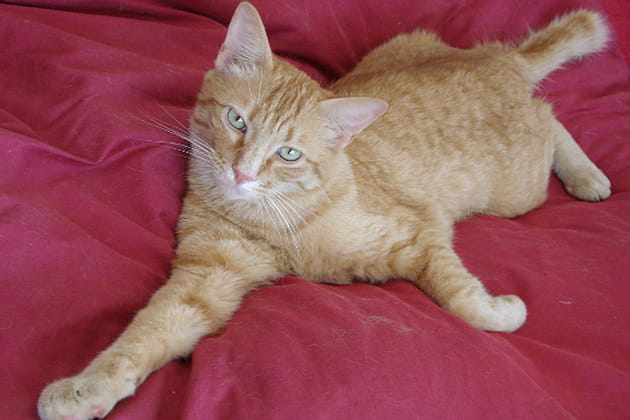 Sherkan joue avec la caméra