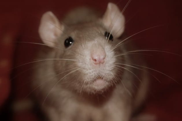 Le rat domestique fascinant et fascin&eacute;