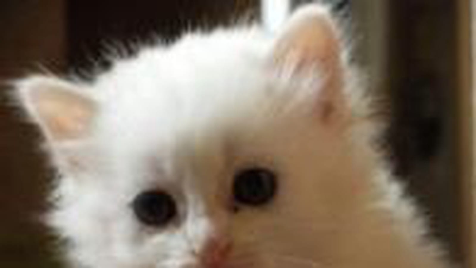 Petit patapon
