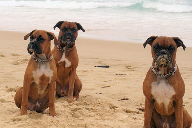 Des boxers, aussi c&acirc;lins que puissants