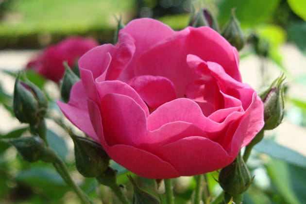 Dans la gamme des roses féériques