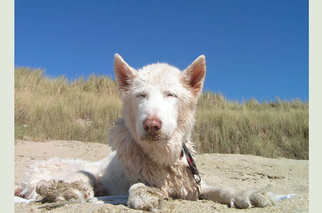 En brosse, toujours&nbsp;!