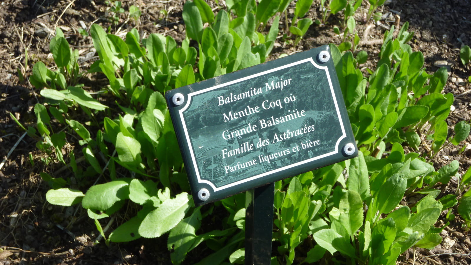 Menthe coq