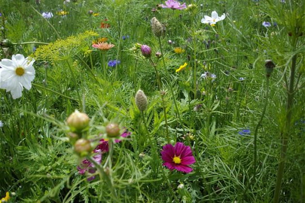 Un jardin aux allures de prairie fleurie