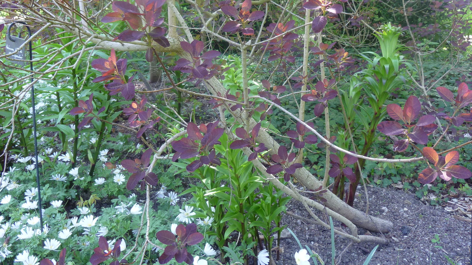 Cotinus et anémones
