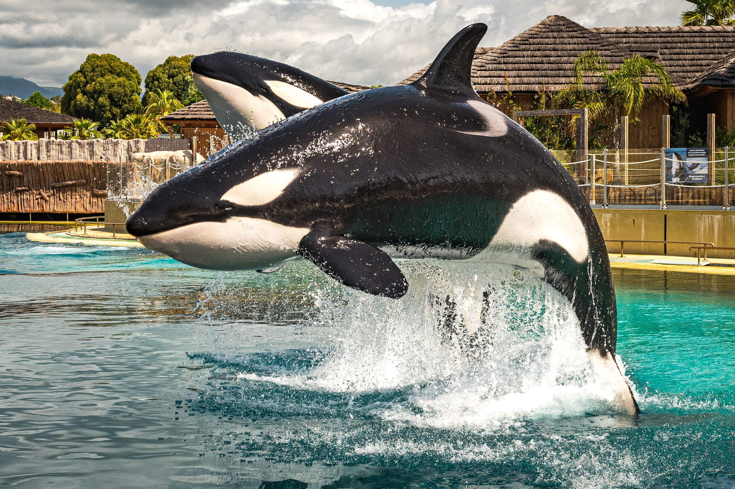Marineland d'Antibes : orques, quels animaux marins voir