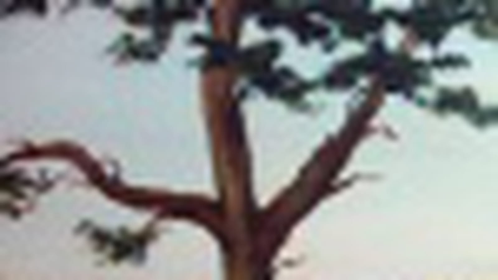 Forêt