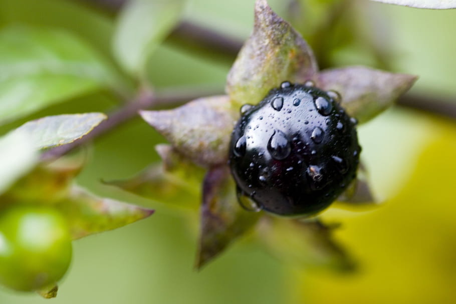 Ces plantes qui ont mauvaise réputation