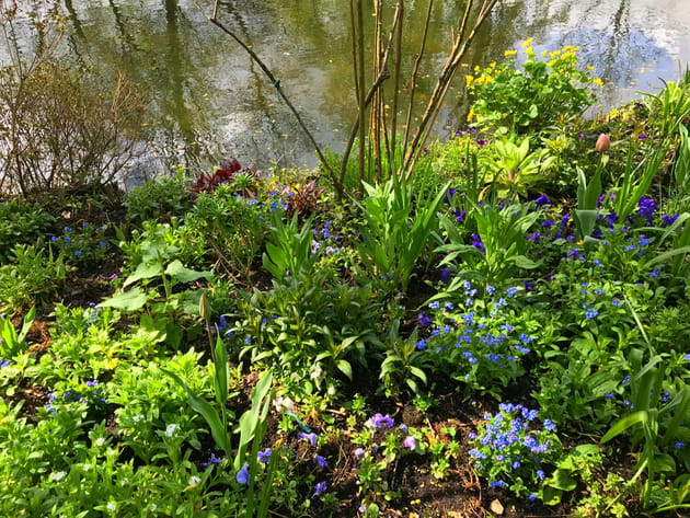 Myosotis au bord de l'eau
