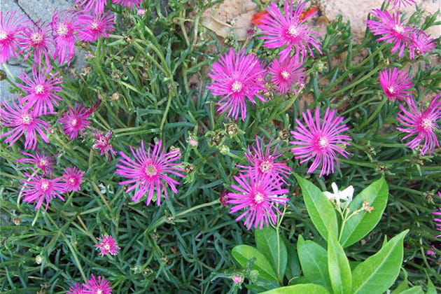 Des plantes succulentes qui ne manquent pas de charme