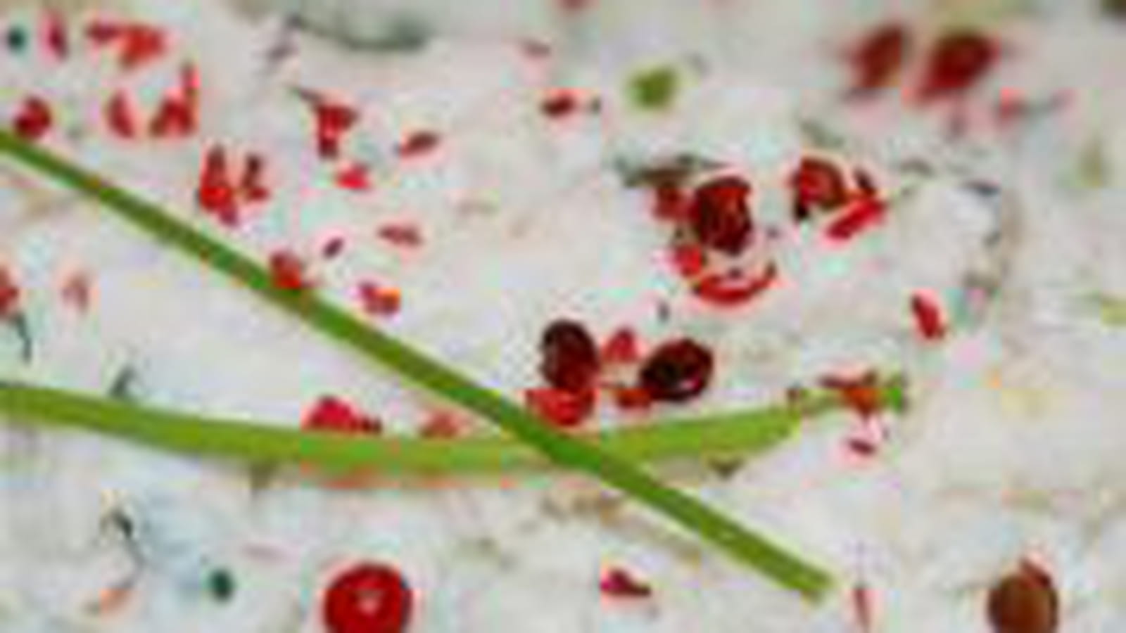 Concombre crabe ricotta