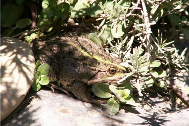 Une habitu&eacute;e des lieux