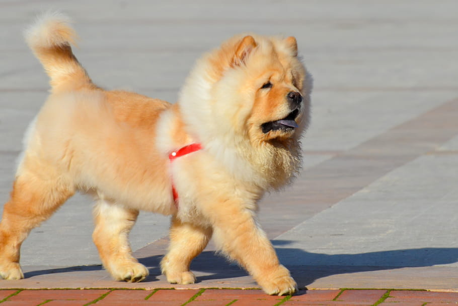 Chow-Chow