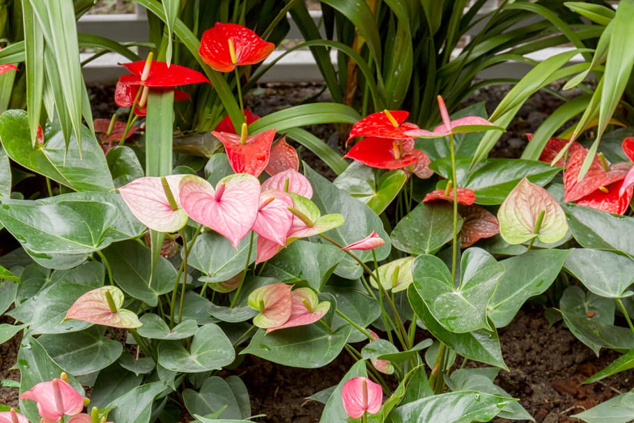 Anthurium