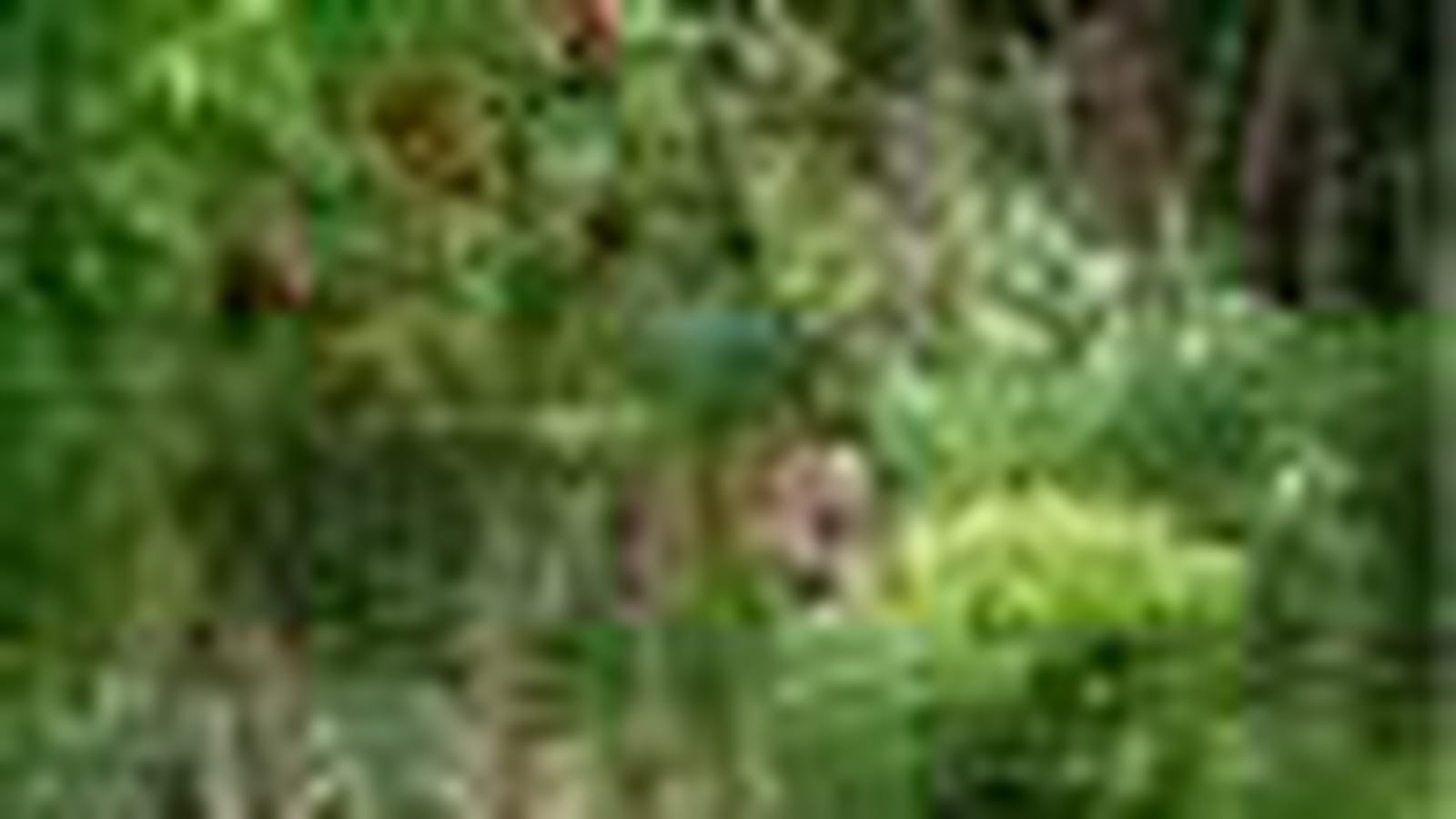 Amour des plantes