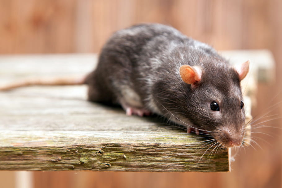 Dératisation : comment s'y prendre pour se débarrasser des rats