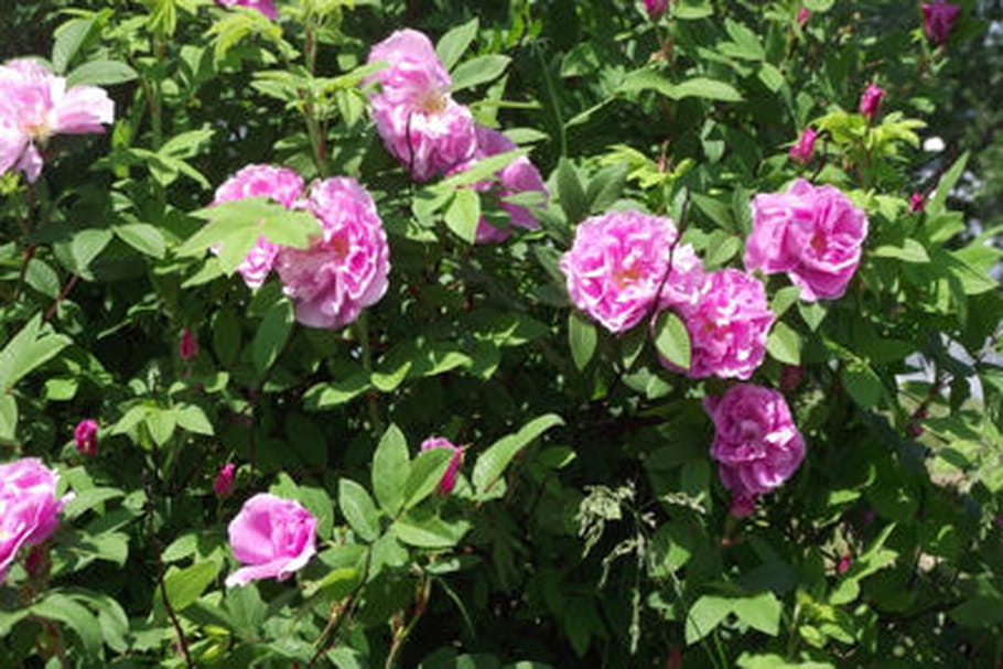 Quelles astuces pour lutter contre la chlorose du rosier ?