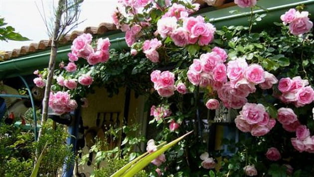 Les rosiers grimpants embellissent l'entr&eacute;e de la maison