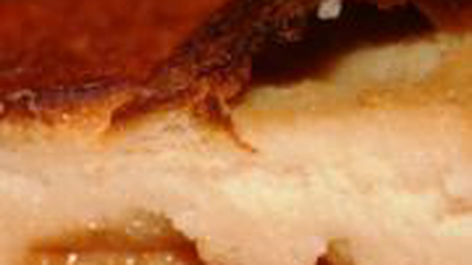 Flan au cidre et aux pommes caramélisées