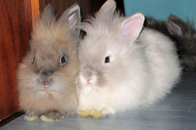 Boutchou et Princesse