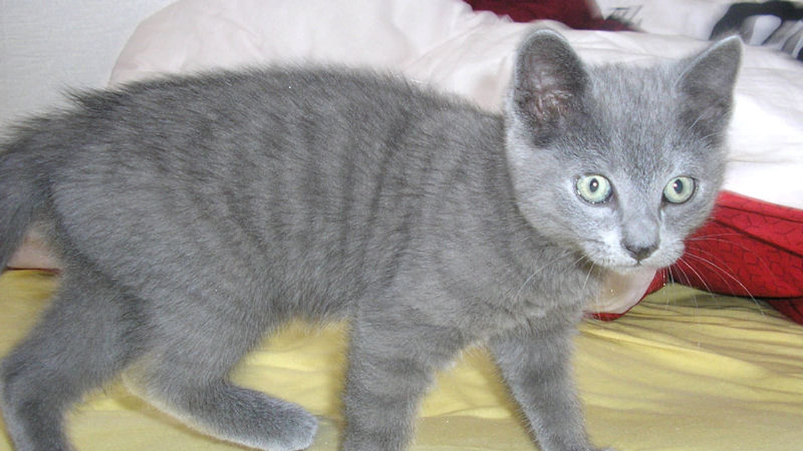 Chartreux