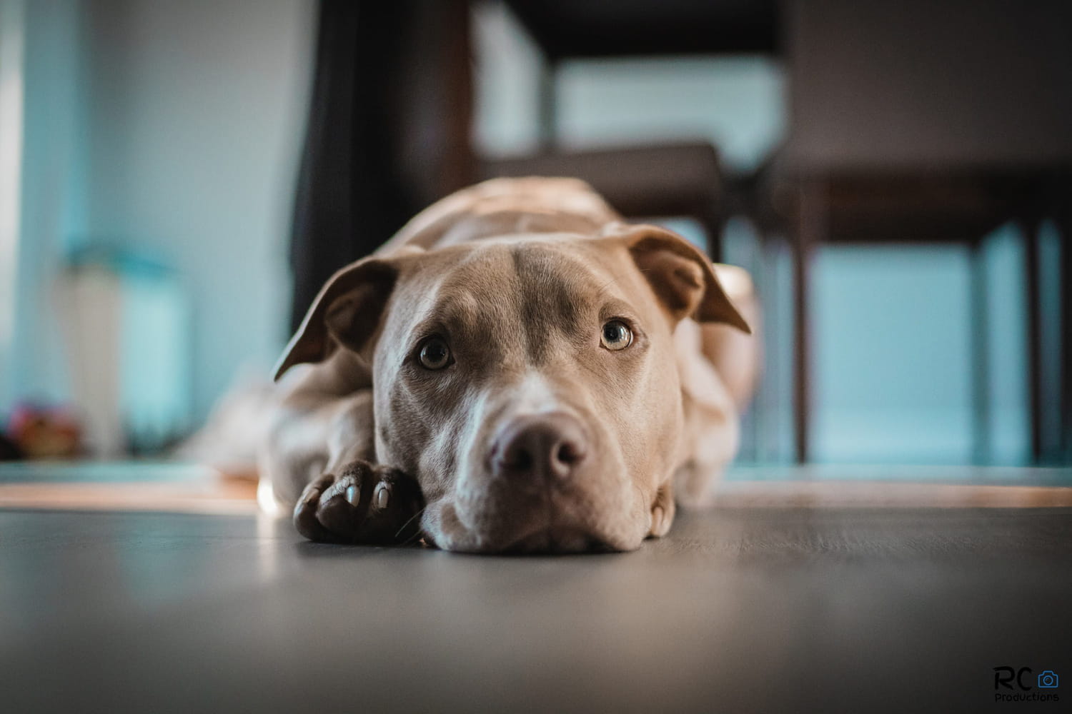 This “benevolent” behavior pushes dogs to feel in danger, warns a canine educator