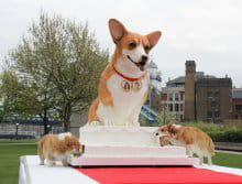 Un Nouveau Record Du Monde Du Plus Grand Gateau Pour Chien