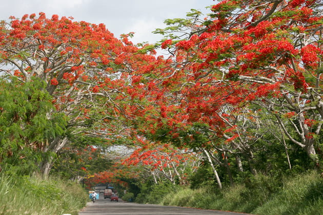 les flamboyants en fleurs photo jp calvet