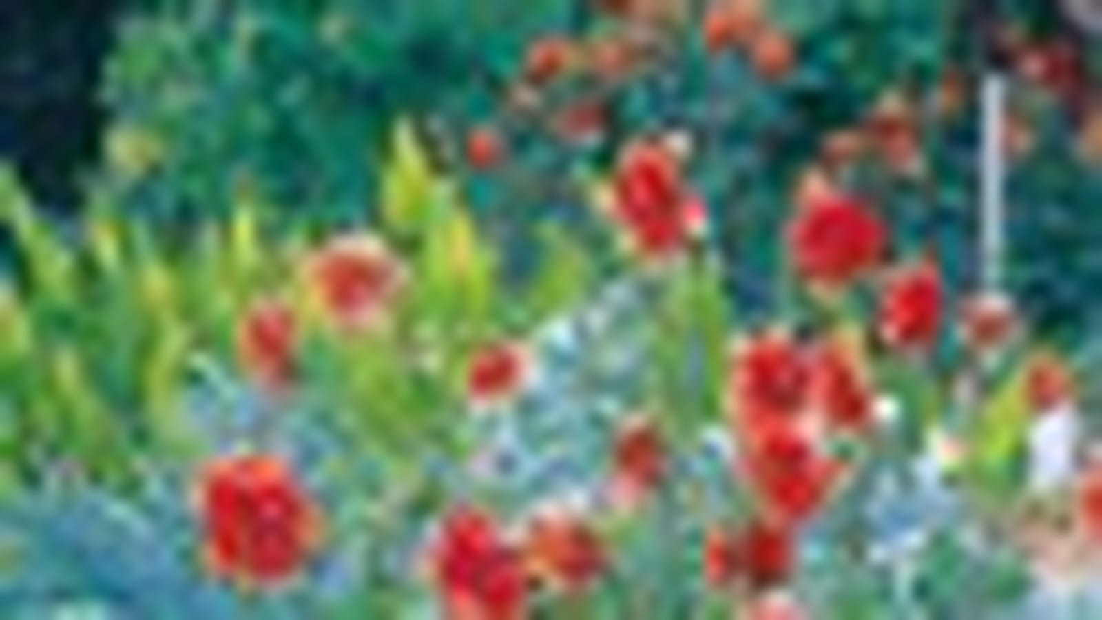 La collection de dahlias