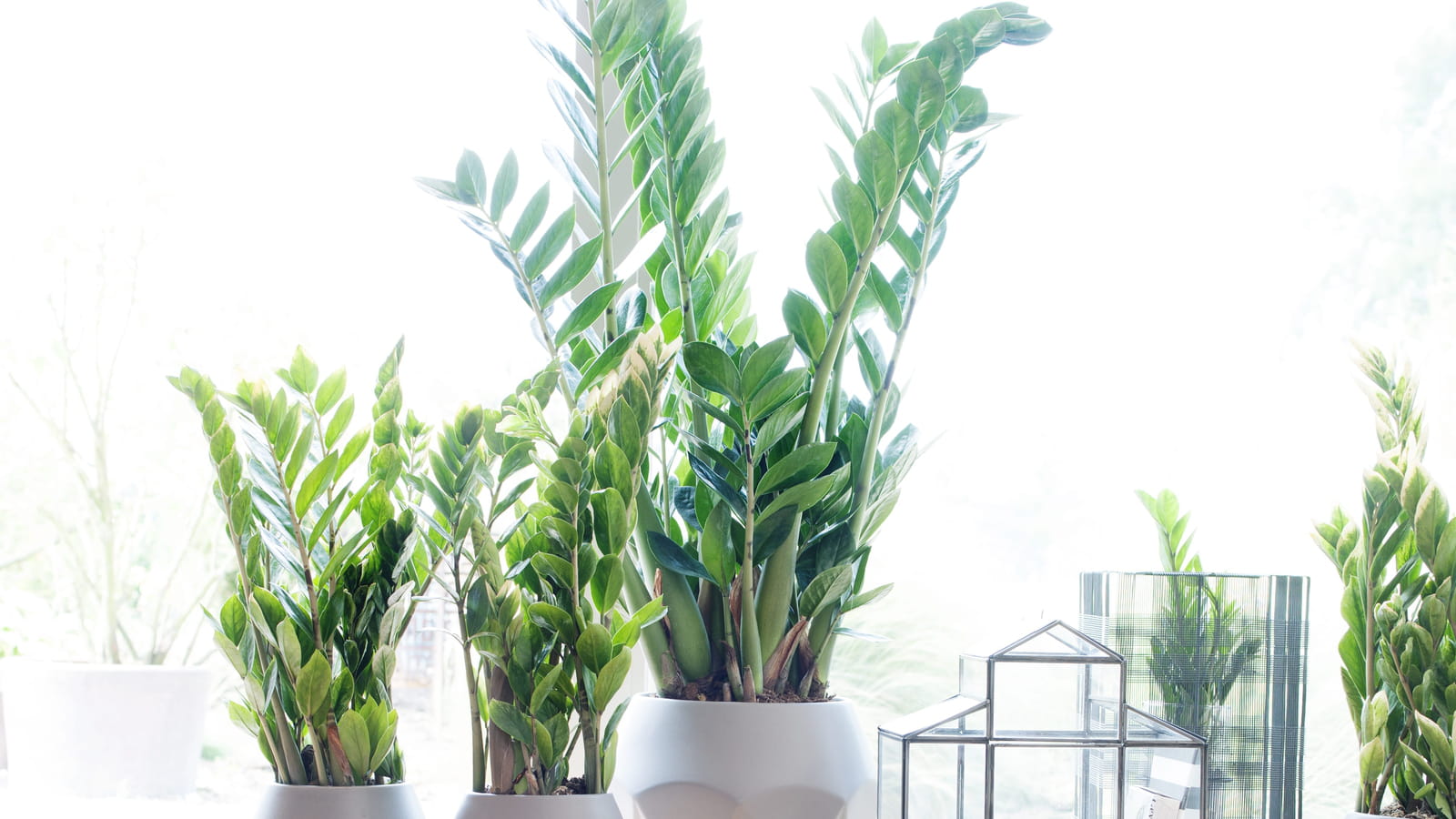 Zamioculcas 